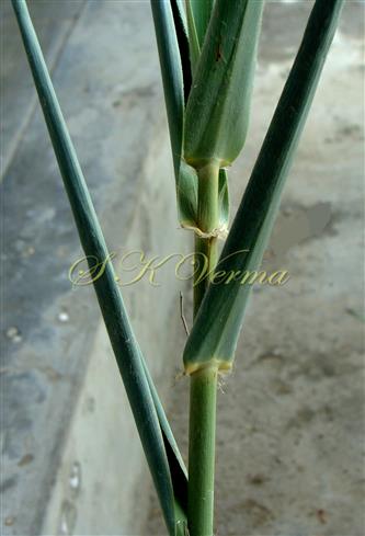  Leaves